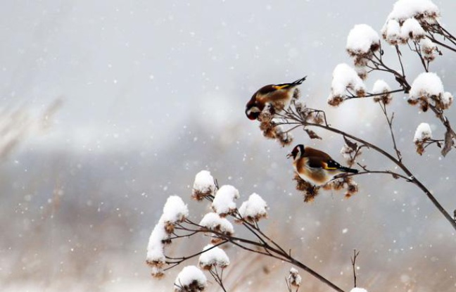 Des oiseaux en Slovaquie, en janvier 2012. Des oiseaux en Slovaquie, en janvier 2012.
