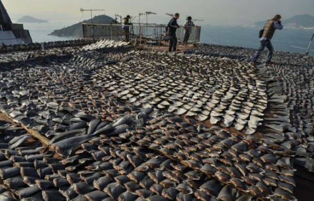 Les associations de défense de l'environnement ont de nouveau dénoncé jeudi à Hong Kong la pêche au requin après la découverte sur le toit d'une usine de milliers d'ailerons mis à sécher à l'approche du Nouvel An lunaire en Chine. Les associations de défense de l'environnement ont de nouveau dénoncé jeudi à Hong Kong la pêche au requin après la découverte sur le toit d'une usine de milliers d'ailerons mis à sécher à l'approche du Nouvel An lunaire en Chine.