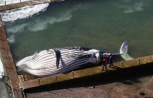 Une baleine à bosse retrouvée échouée dans une piscine près de Sydney, en Australie, le 1er août 2012. Une baleine à bosse retrouvée échouée dans une piscine près de Sydney, en Australie, le 1er août 2012.