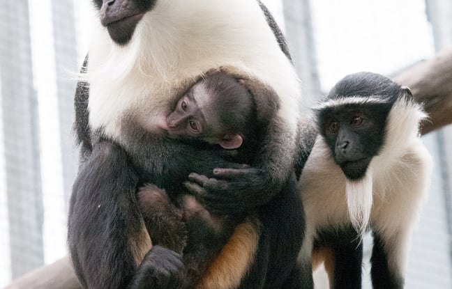 Naissance rare d'un cercopithèque de Roloway au Parc Zoologique & Botanique de Mulhouse Naissance rare d'un cercopithèque de Roloway au Parc Zoologique & Botanique de Mulhouse