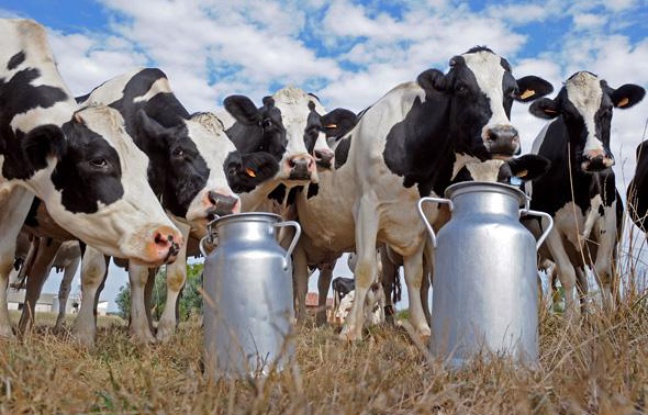 Des vaches laitières Holstein, dans le sud-ouest de la France. Des vaches laitières Holstein, dans le sud-ouest de la France.