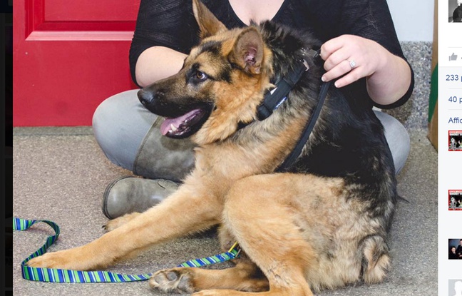 Atteint d'une maladie rare qui déforme la colonne vertébrale, Quasimodo le chien a conquis le cœur des internautes. Atteint d'une maladie rare qui déforme la colonne vertébrale, Quasimodo le chien a conquis le cœur des internautes.