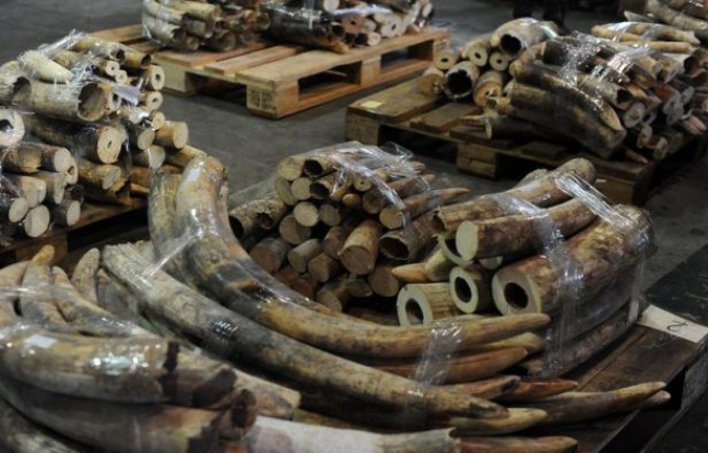 Une famille de onze éléphants a été tuée au Kenya par des braconniers, a annoncé mardi le Service de la Faune kényane (KWS), affirmant être à la poursuite des auteurs de ce qu'elle décrit comme le plus important massacre de pachydermes au Kenya depuis plus deux décennies. Une famille de onze éléphants a été tuée au Kenya par des braconniers, a annoncé mardi le Service de la Faune kényane (KWS), affirmant être à la poursuite des auteurs de ce qu'elle décrit comme le plus important massacre de pachydermes au Kenya depuis plus deux décennies.