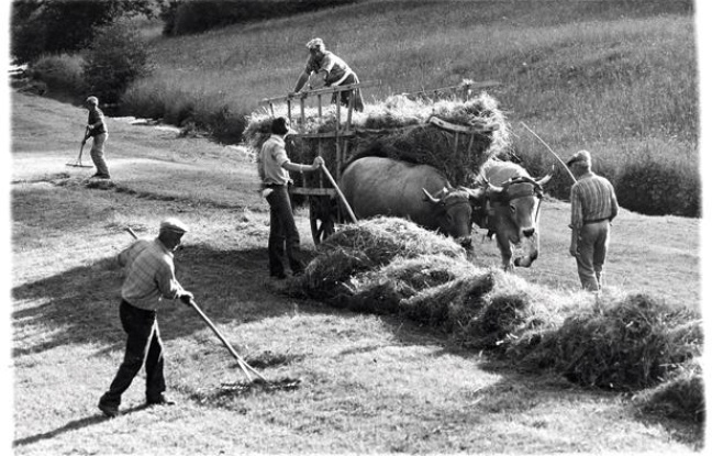 Photo extraite du livre "Les derniers paysans" de Serge Chevallier et Phillipe Dubois (ed. Delachaux). Photo extraite du livre "Les derniers paysans" de Serge Chevallier et Phillipe Dubois (ed. Delachaux).