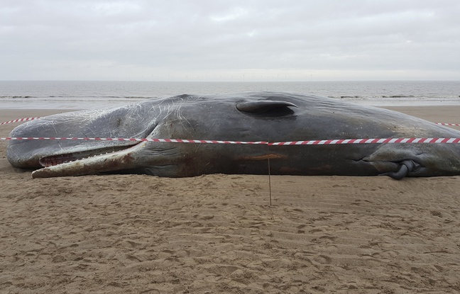 Cachalot échoué sur une plage d'Angleterre fin janvier 2016. Cachalot échoué sur une plage d'Angleterre fin janvier 2016.