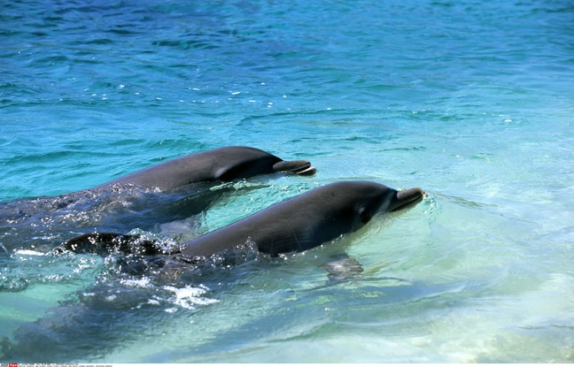 Deux dauphins nagent de concert aux Honduras. Deux dauphins nagent de concert aux Honduras.