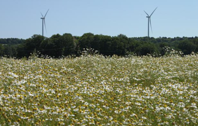 Un champ de camomille d'Yves Rocher, à La Gacilly, dans le Morbihan, en juin 2012. Un champ de camomille d'Yves Rocher, à La Gacilly, dans le Morbihan, en juin 2012.