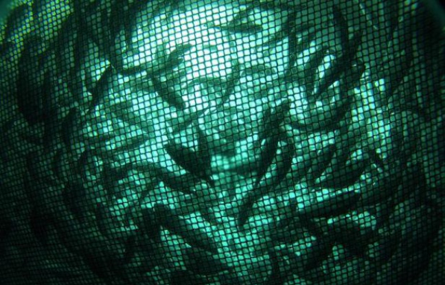 Le distributeur Carrefour va progressivement stopper la commercialisation des poissons issus de la pêche profonde, un type de pêche contesté en raison de ses impacts sur les océans, a annoncé lundi le groupe. Le distributeur Carrefour va progressivement stopper la commercialisation des poissons issus de la pêche profonde, un type de pêche contesté en raison de ses impacts sur les océans, a annoncé lundi le groupe.