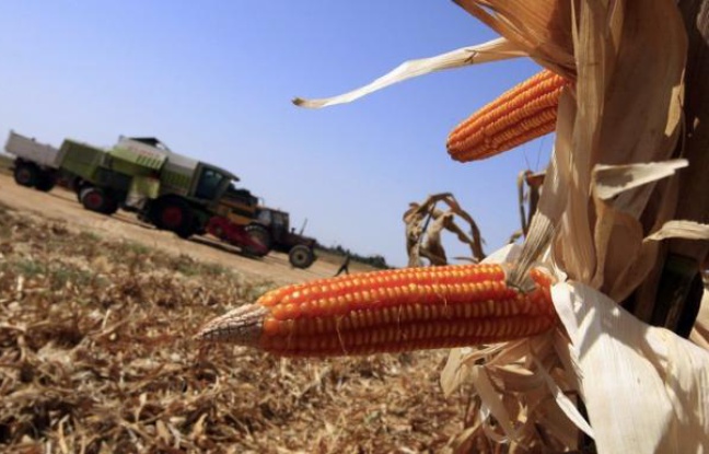 Le Conseil d'Etat a annulé lundi la suspension de culture du maïs OGM de Monsanto prise par le gouvernement français en février 2008 et remise en cause depuis par la Cour de justice européenne. Le Conseil d'Etat a annulé lundi la suspension de culture du maïs OGM de Monsanto prise par le gouvernement français en février 2008 et remise en cause depuis par la Cour de justice européenne.