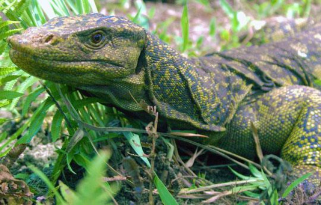 Photographie d'un Varanus bitatawa prise aux Philippines le 30 juillet 2009.
Photographie d'un Varanus bitatawa prise aux Philippines le 30 juillet 2009.