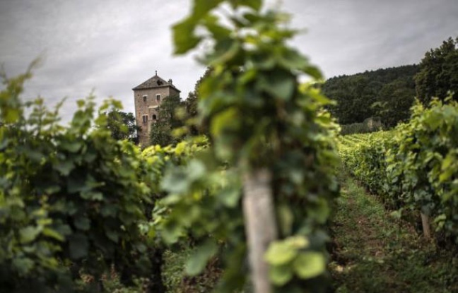 Les riches chinois qui rachètent des vignobles français, comme ils viennent de le faire pour 8 millions d'euros au château de Gevrey-Chambertin (Côte d'Or), sont annonciateurs d'une vague d'achats qui pourrait à l'avenir s'élargir à d'autres crus prestigieux, selon des experts. Les riches chinois qui rachètent des vignobles français, comme ils viennent de le faire pour 8 millions d'euros au château de Gevrey-Chambertin (Côte d'Or), sont annonciateurs d'une vague d'achats qui pourrait à l'avenir s'élargir à d'autres crus prestigieux, selon des experts.