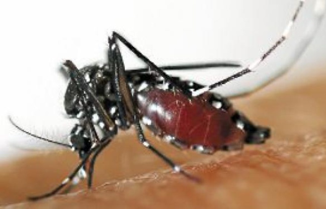 Un homme porteur du virus peut aussi infecter un moustique tigre. Un homme porteur du virus peut aussi infecter un moustique tigre.