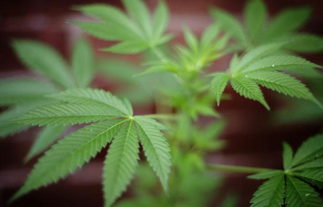 Un plant de cannabis en Grande-Bretagne, en 2007. Un plant de cannabis en Grande-Bretagne, en 2007.