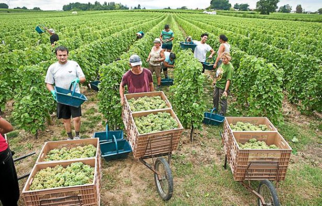 Vendanges à Martillac (Bordeaux Graves) en août 2011 Vendanges à Martillac (Bordeaux Graves) en août 2011