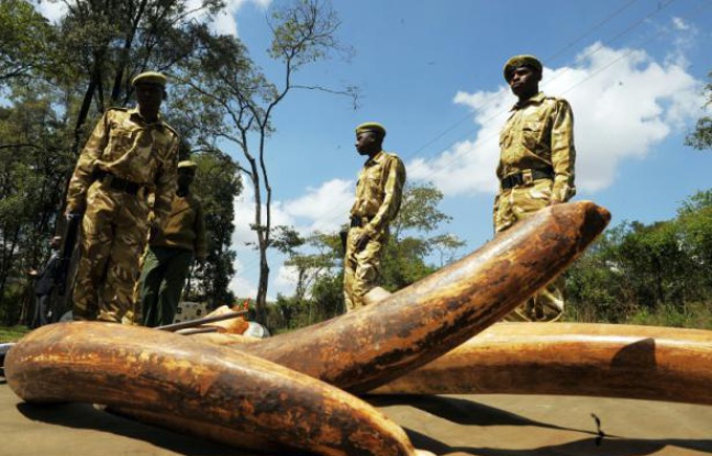 Des rangers kényans près de défenses d'éléphant, le 30 novembre 2009 Des rangers kényans près de défenses d'éléphant, le 30 novembre 2009