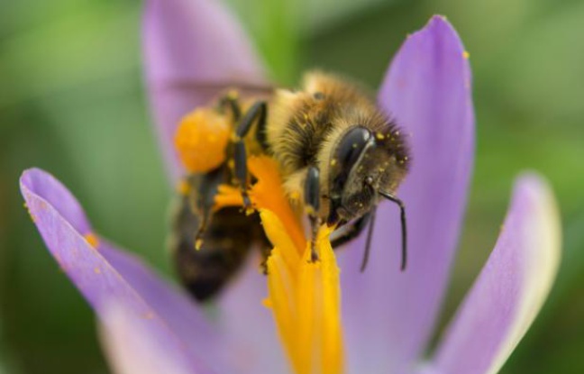 Une abeille récolte le pollen d'un crocus, le 1er février 2016 à Fribourg, dans le sud-ouest de l'Allemagne Une abeille récolte le pollen d'un crocus, le 1er février 2016 à Fribourg, dans le sud-ouest de l'Allemagne