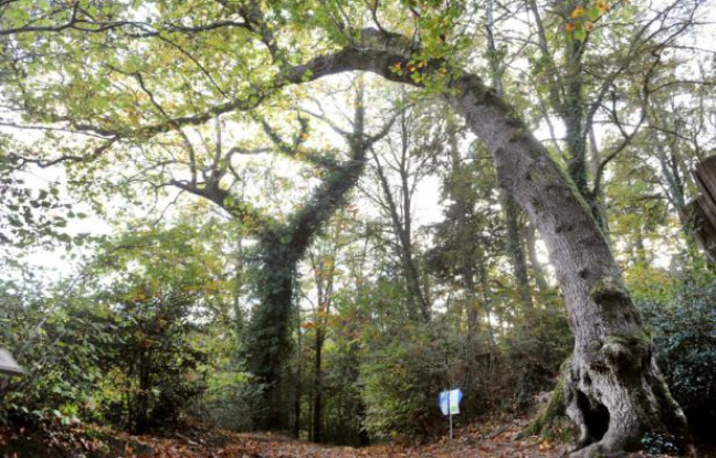 Dans la forêt du Fouesnant, en Bretagne, un chêne bicentenaire "arbre-girafe" Dans la forêt du Fouesnant, en Bretagne, un chêne bicentenaire "arbre-girafe"