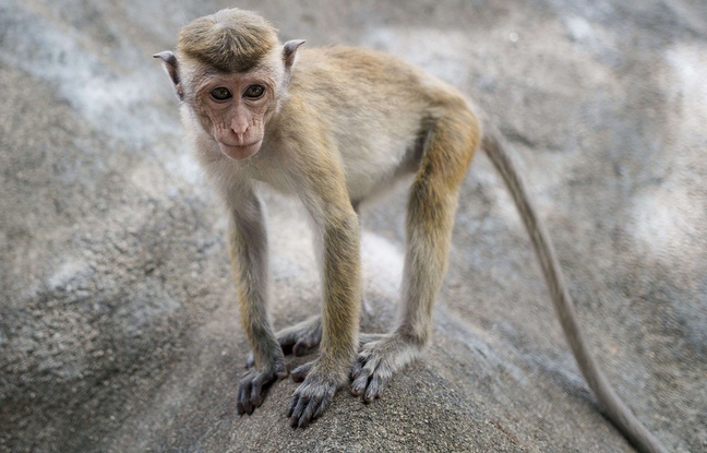 Un singe au Sri Lanka (illustration) Un singe au Sri Lanka (illustration)