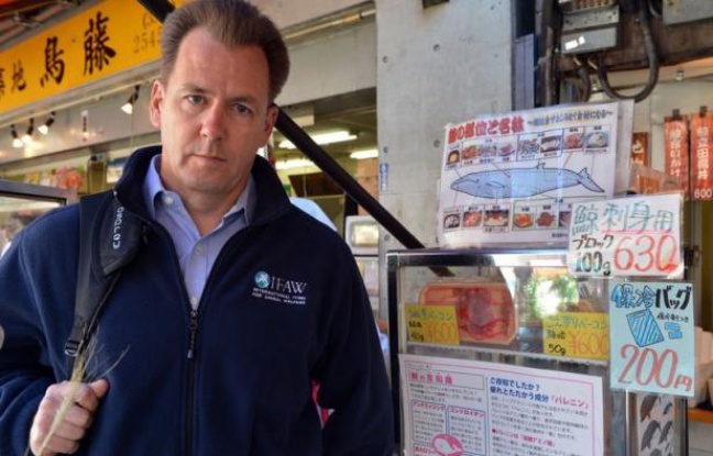 Les Japonais sont plus nombreux à soutenir la chasse à la baleine qu'à s'y opposer, d'après une étude publiée mardi par le Fonds international pour le bien-être des animaux (IFAW). Les Japonais sont plus nombreux à soutenir la chasse à la baleine qu'à s'y opposer, d'après une étude publiée mardi par le Fonds international pour le bien-être des animaux (IFAW).