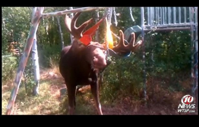 Capture d'écran de la vidéo montrant un élan aux bois coincés dans les chaînes d'une balançoire. Capture d'écran de la vidéo montrant un élan aux bois coincés dans les chaînes d'une balançoire.