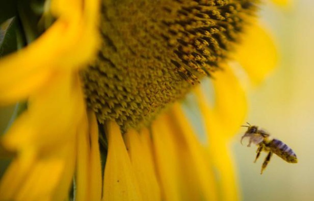 Une abeille butine un tournesol. Une abeille butine un tournesol.