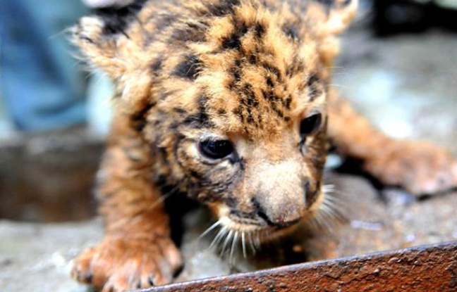 Rencontre tigre thailande