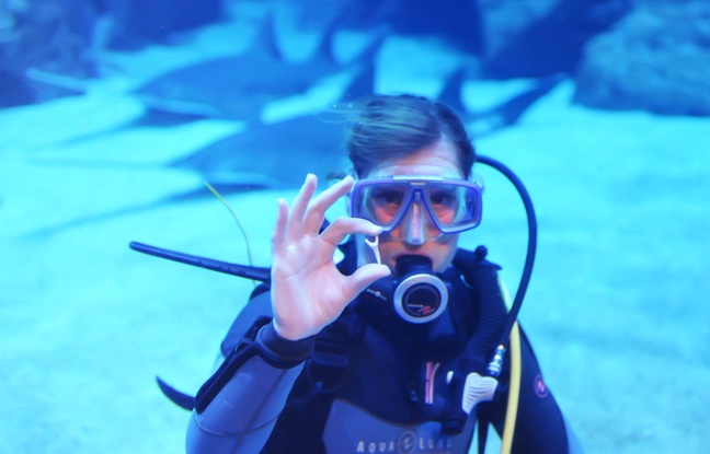 Un soigneur ramasse une dent de requin taureau à l'aquarium Mare Nostrum Un soigneur ramasse une dent de requin taureau à l'aquarium Mare Nostrum