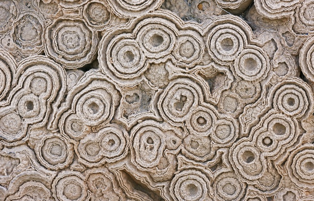 Illustration de fossiles stromatolites. Illustration de fossiles stromatolites.