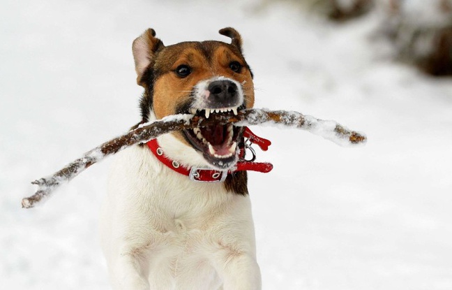 Un chien jouant avec un bâton. Un chien jouant avec un bâton.