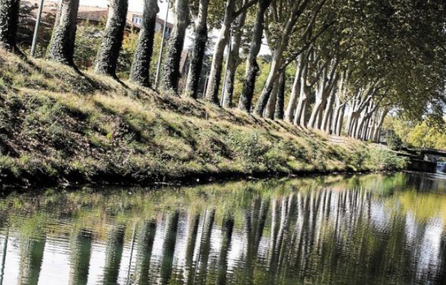 Alain Chatilllon préconise l'abattage de 4 000 arbres chaque année. Alain Chatilllon préconise l'abattage de 4 000 arbres chaque année.