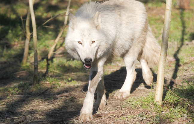 Un loup dans le parc du sentier des daims Un loup dans le parc du sentier des daims