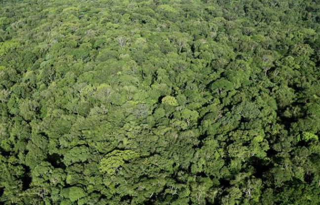 Vue aerienne de la foret amazonienne en Guyane. Vue aerienne de la foret amazonienne en Guyane.