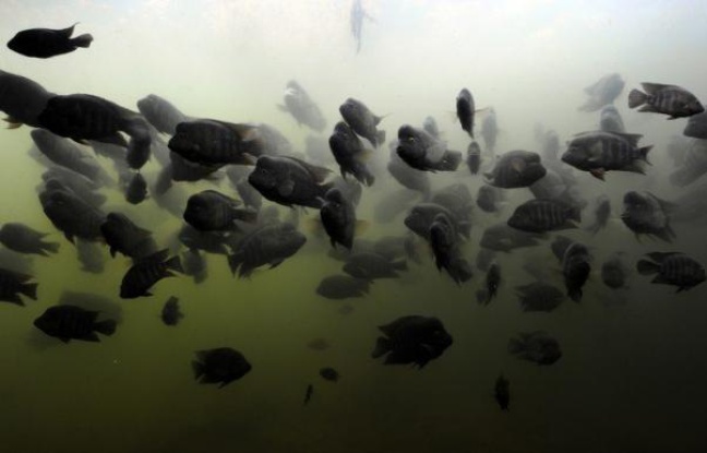 Une extinction de la vie sauvage pourrait menacer des milliards d'être humains qui en dépendent pour leur nourriture et leur subsistance, selon un rapport sur la perte de la biodiversité présenté mardi à la conférence de l'ONU Rio+20. Une extinction de la vie sauvage pourrait menacer des milliards d'être humains qui en dépendent pour leur nourriture et leur subsistance, selon un rapport sur la perte de la biodiversité présenté mardi à la conférence de l'ONU Rio+20.