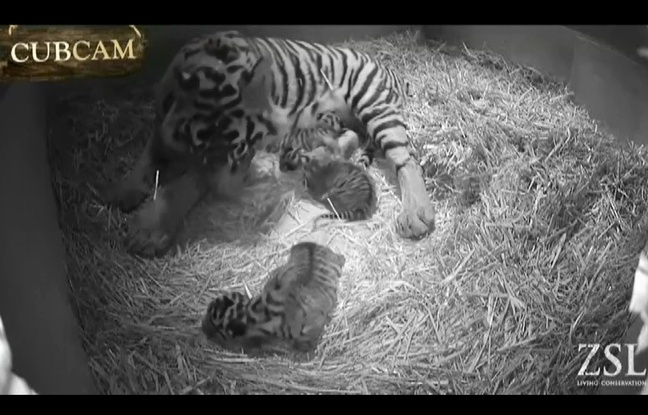 Melati, la tigresse de Sumatra du zoo de Londres, avait donné naissance à trois petits le 3 février 2014. Melati, la tigresse de Sumatra du zoo de Londres, avait donné naissance à trois petits le 3 février 2014.