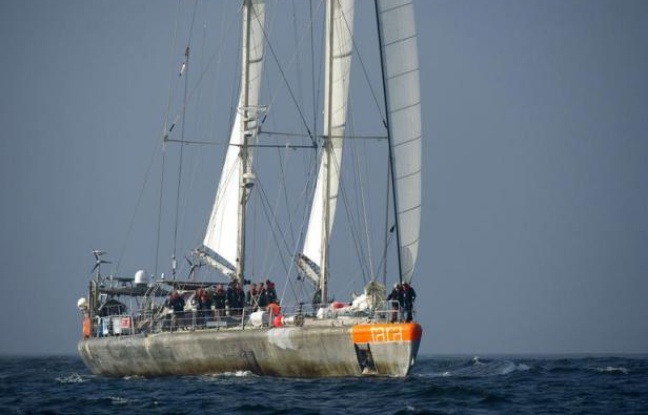 Toutes voiles dehors, la goélette Tara tire ses derniers bords dans le Golfe de Gascogne avant son retour samedi à Lorient, son port d'attache, et la fin de l'expédition Tara-Océans, consacrée pendant deux ans et demi à la première étude planétaire intégrée du plancton. Toutes voiles dehors, la goélette Tara tire ses derniers bords dans le Golfe de Gascogne avant son retour samedi à Lorient, son port d'attache, et la fin de l'expédition Tara-Océans, consacrée pendant deux ans et demi à la première étude planétaire intégrée du plancton.