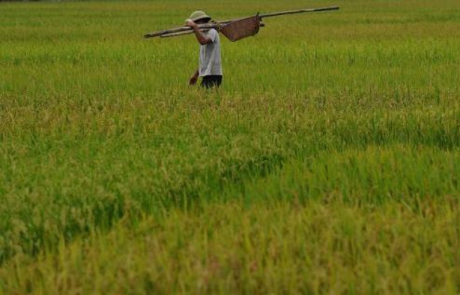 Les pics de chaleur liés au réchauffement climatique sont déjà en train de peser sur l'économie de certaines régions du monde, en réduisant la productivité des travaux en extérieur, estime une étude publiée dimanche. Les pics de chaleur liés au réchauffement climatique sont déjà en train de peser sur l'économie de certaines régions du monde, en réduisant la productivité des travaux en extérieur, estime une étude publiée dimanche.