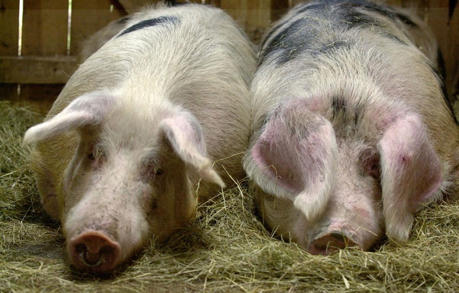 Illustration de cochons. Illustration de cochons.