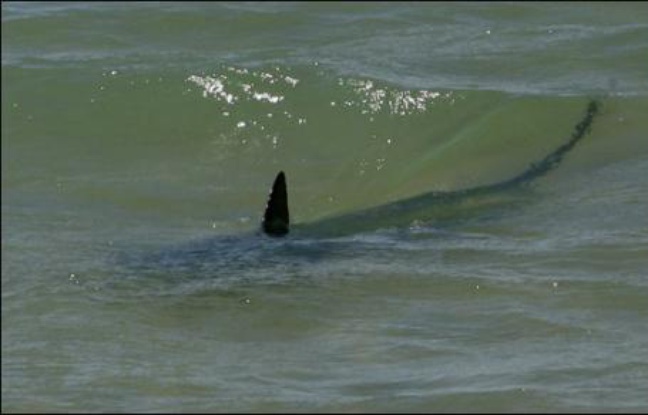 Des plongeurs sous-marins de l'Aquarium de Barcelone tentaient lundi de capturer un requin apparemment égaré depuis quelques jours le long de la plage de Tarragone (nord-est de l'Espagne), où la baignade a été interdite. Des plongeurs sous-marins de l'Aquarium de Barcelone tentaient lundi de capturer un requin apparemment égaré depuis quelques jours le long de la plage de Tarragone (nord-est de l'Espagne), où la baignade a été interdite.