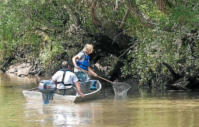 Environ 200 kg de poissons morts ont été ramassés dans la Leyre le 10 juillet après une pollution d'usine Environ 200 kg de poissons morts ont été ramassés dans la Leyre le 10 juillet après une pollution d'usine
