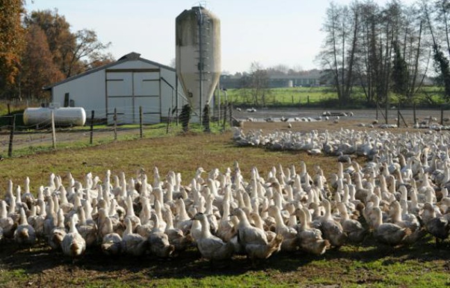 Un élevage de canards , le 10 décembre 2015, dans une ferme de Benesse-Maremne (Landes). Un élevage de canards , le 10 décembre 2015, dans une ferme de Benesse-Maremne (Landes).