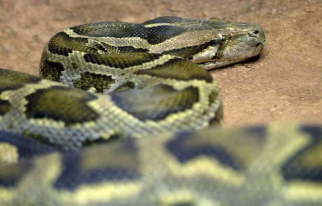 Illustration: Un python. Illustration: Un python.