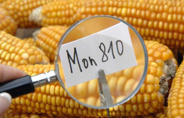 Maïs génétiquement modifié OGM de Monsanto Mon 810. Maïs génétiquement modifié OGM de Monsanto Mon 810.
