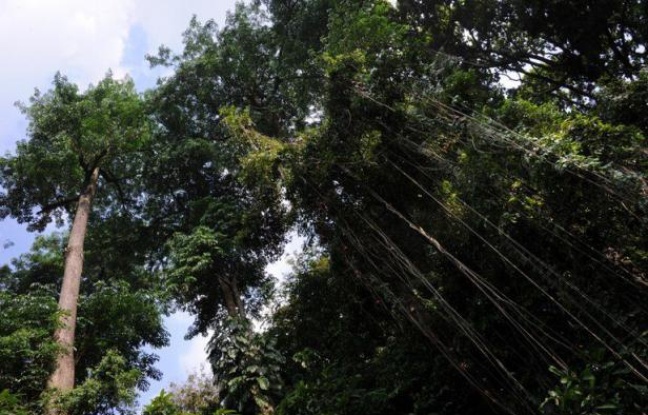 Ainsi de 2000 à 2005, ces émissions n'ont été que de 810 millions de tonnes par an, soit un tiers environ du volume estimé encore récemment. Cela ne représente que 10% du CO2 total d'origine humaine rejeté dans l'atmosphère Ainsi de 2000 à 2005, ces émissions n'ont été que de 810 millions de tonnes par an, soit un tiers environ du volume estimé encore récemment. Cela ne représente que 10% du CO2 total d'origine humaine rejeté dans l'atmosphère
