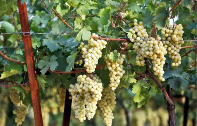 Les travaux de l'Inra visent à lutter contre le court-noué, un virus attaquant la vigne. Les travaux de l'Inra visent à lutter contre le court-noué, un virus attaquant la vigne.