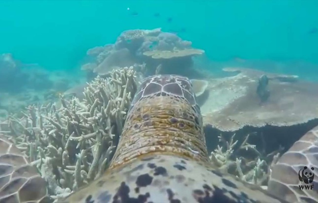 Capture d'écran d'une vidéo du WWF Australia, montrant la Grande barrière de corail vue depuis le dos d'une tortue. Capture d'écran d'une vidéo du WWF Australia, montrant la Grande barrière de corail vue depuis le dos d'une tortue.