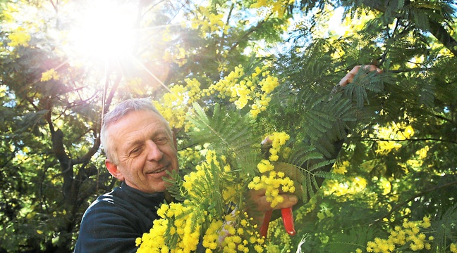 Le Tanneron se couvre de mimosa - 20minutes.fr