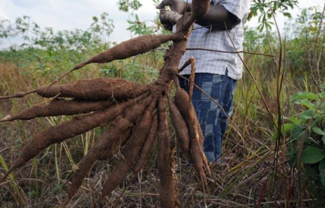 Le manioc, qui nourrit 500 millions de personnes dans le monde, est attaqué en Afrique par un virus en expansion d'Est en ouest à travers le continent. Un congrès de scientifiques et de donateurs réuni cette semaine en Italie va tenter de leur déclarer une guerre totale. Le manioc, qui nourrit 500 millions de personnes dans le monde, est attaqué en Afrique par un virus en expansion d'Est en ouest à travers le continent. Un congrès de scientifiques et de donateurs réuni cette semaine en Italie va tenter de leur déclarer une guerre totale.