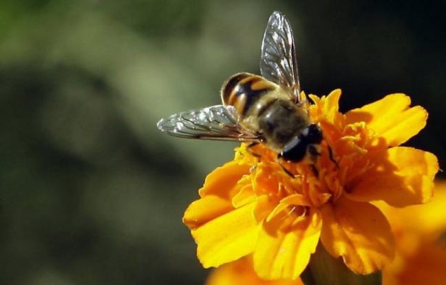 Des pesticides pouvant être utilisés pour sur les cultures ou dans les ruches perturbent le fonctionnement du cerveau des abeilles, affectant notamment leurs facultés de mémoire et d'orientation, selon une étude publiée mercredi. Des pesticides pouvant être utilisés pour sur les cultures ou dans les ruches perturbent le fonctionnement du cerveau des abeilles, affectant notamment leurs facultés de mémoire et d'orientation, selon une étude publiée mercredi.
