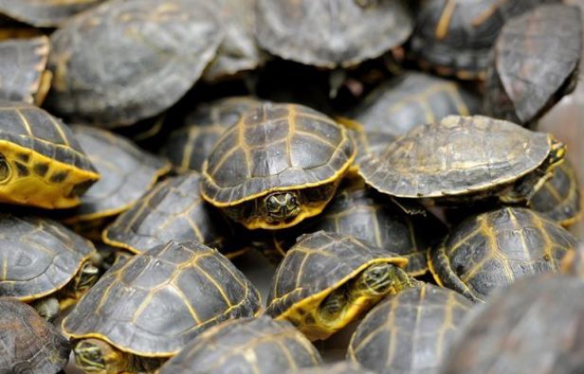 Plus de 8.700 tortues, oiseaux ou reptiles ont été saisis lors d'une opération "Cage" coordonnée par Interpol contre le trafic d'animaux dans 32 pays entre avril et juin, a indiqué mercredi l'organisation policière internationale. Plus de 8.700 tortues, oiseaux ou reptiles ont été saisis lors d'une opération "Cage" coordonnée par Interpol contre le trafic d'animaux dans 32 pays entre avril et juin, a indiqué mercredi l'organisation policière internationale.
