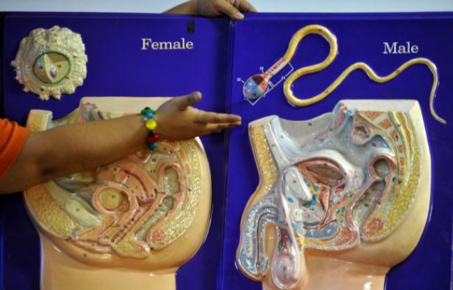 Une leçon d'éducation sexuelle sur le système reproducteur humain. Une leçon d'éducation sexuelle sur le système reproducteur humain.